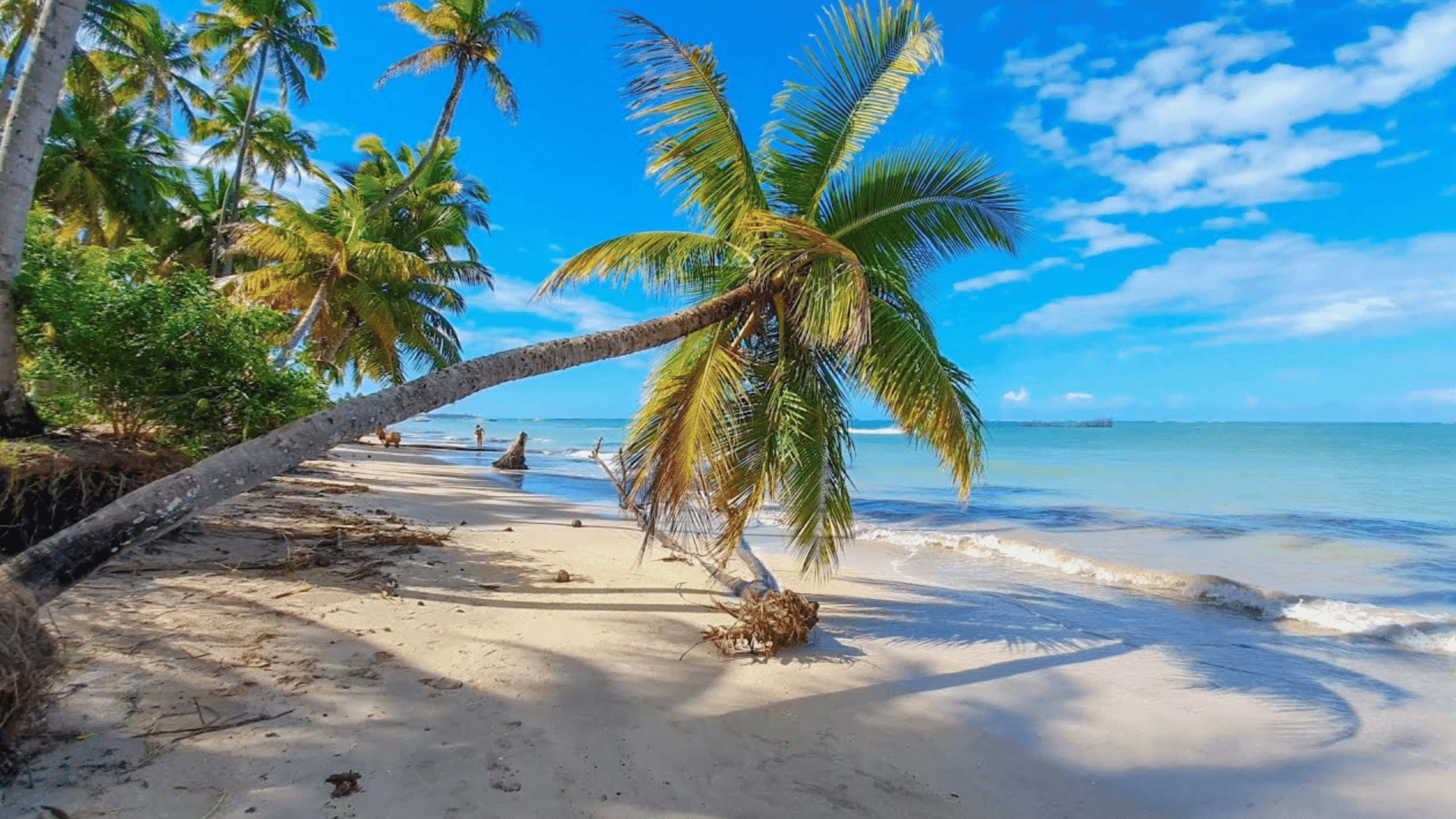 Praia de Maragogi
